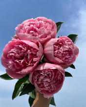 将图片加载到图库查看器,Paeonia lactiflora Pink 60cm 215yen/pcs 100pcs