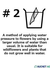 이미지를 갤러리 뷰어에 로드 , CNY/LNY2026 Spiraea cantoniensis 110cm 80pcs 340yen/pcs