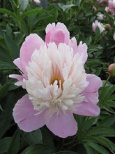 将图片加载到图库查看器,Paeonia lactiflora Grower Miyuki standard Variates 70cm 160yen/pcs 100pcs