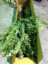 이미지를 갤러리 뷰어에 로드 , CNY/LNY2026 Spiraea cantoniensis 110cm 80pcs 340yen/pcs