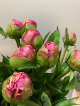 이미지를 갤러리 뷰어에 로드 , Paeonia lactiflora Hot Pink 70cm 175yen/pcs 100pcs