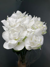 Load image into Gallery viewer, Curcuma 40-60cm 250yen/pcs 90pcs