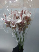 Load image into Gallery viewer, Curcuma 40-60cm 250yen/pcs 90pcs