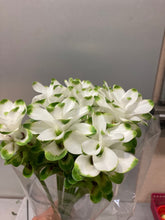 Load image into Gallery viewer, Curcuma 40-60cm 250yen/pcs 90pcs