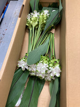 Load image into Gallery viewer, Curcuma 40-60cm 250yen/pcs 90pcs