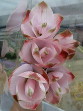 Load image into Gallery viewer, Curcuma 40-60cm 250yen/pcs 90pcs