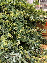 Load image into Gallery viewer, CNY/LNY2027 Spiraea cantoniensis 90cm 100pcs 280yen/pcs