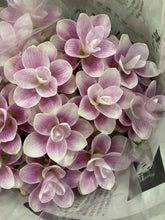 Load image into Gallery viewer, Curcuma 40-60cm 250yen/pcs 90pcs