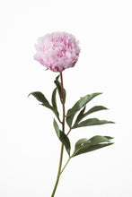 이미지를 갤러리 뷰어에 로드 , Paeonia lactiflora Pink 70cm 200yen/pcs 100pcs