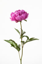 이미지를 갤러리 뷰어에 로드 , Paeonia lactiflora Hot Pink 70cm 275yen/pcs 100pcs