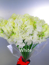 이미지를 갤러리 뷰어에 로드 , Lathyrus odoratus 50cm 800pcs 75yen/pcs(FOB)