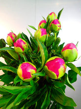 이미지를 갤러리 뷰어에 로드 , Paeonia lactiflora Hot Pink 70cm 275yen/pcs 100pcs