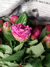 이미지를 갤러리 뷰어에 로드 , Paeonia lactiflora Hot Pink 70cm 275yen/pcs 100pcs