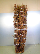 이미지를 갤러리 뷰어에 로드 , Prunus Cherry Blossom 125cm 415yen/pcs(FOB)  60pcs