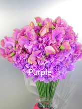 이미지를 갤러리 뷰어에 로드 , Lathyrus odoratus 50cm 800pcs 75yen/pcs(FOB)