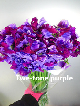 이미지를 갤러리 뷰어에 로드 , Lathyrus odoratus 50cm 800pcs 75yen/pcs(FOB)