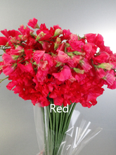 이미지를 갤러리 뷰어에 로드 , Lathyrus odoratus 50cm 800pcs 75yen/pcs(FOB)
