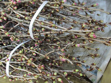 이미지를 갤러리 뷰어에 로드 , Prunus Cherry Blossom 125cm 415yen/pcs(FOB)  60pcs