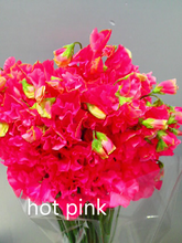 이미지를 갤러리 뷰어에 로드 , Lathyrus odoratus 50cm 800pcs 75yen/pcs(FOB)