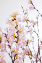 이미지를 갤러리 뷰어에 로드 , Prunus Cherry Blossom 125cm 415yen/pcs(FOB)  60pcs