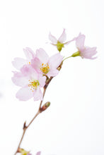 이미지를 갤러리 뷰어에 로드 , Prunus Cherry Blossom 125cm 415yen/pcs(FOB) 60pcs Pre order