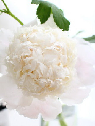 Season of Peony is starting!!