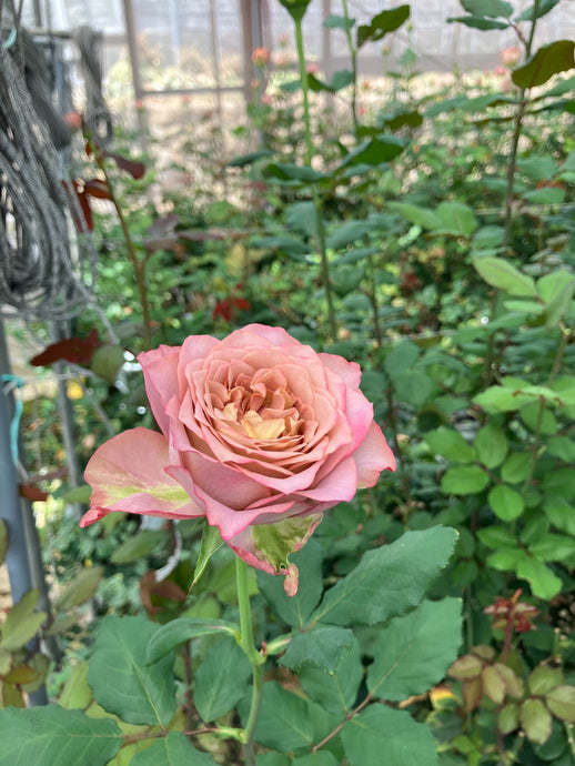 Japanses Roses from Herui Rose Farm