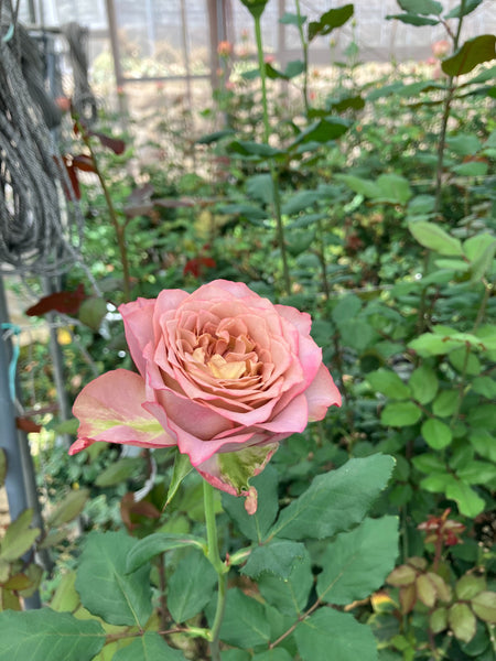 Japanese Roses from Herui Rose Farm