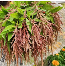 Load image into Gallery viewer, Amaranthus hypochondriacus 60cm 90pcs @150yen(FOB)
