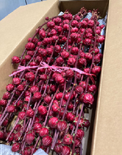Load image into Gallery viewer, Hibiscus sabdariffa 70cm 50pcs @100yen(FOB)
