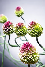 Load image into Gallery viewer, Allium Dancing Tancho   60-70cm 165yen/pcs 100pcs
