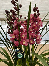 Load image into Gallery viewer, CNY/LNY2026 Pot Plant  Cymbidium  60cm-80cm  5stems 6600yen/pcs
