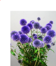 이미지를 갤러리 뷰어에 로드 , Echinops 80-90cm  4F  300yen/pcs(FOB)    60pcs
