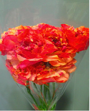 将图片加载到图库查看器，Ranunculus   Charlotte  (Carno)  70cm 200pcs  375yen/pcs
