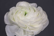 將圖片載入圖庫檢視器 Ranunculus 60-70cm 525yen/pcs 50pcs (Rhone) White
