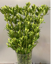 Load image into Gallery viewer, Gentiana scabra Green 70cm 100yen/pcs 100pcs
