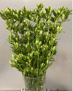 Gentiana scabra Green 70cm 100yen/pcs 100pcs
