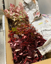 Load image into Gallery viewer, Hypericum Autumn color (natural) 70cm 315yen/pcs 50pcs
