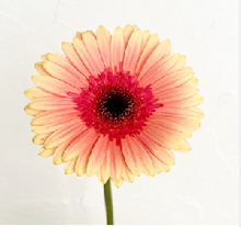 Load image into Gallery viewer, Gerbera Big  form Matsushita Engei 50cm 180pcs @165yen(FOB)
