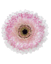 Load image into Gallery viewer, Gerbera form Hainan 50cm 300pcs @100yen(FOB)
