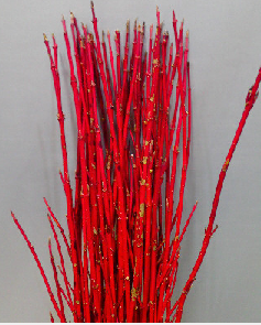 Cornus alba Red 120cm 150yen(FOB)  100pcs