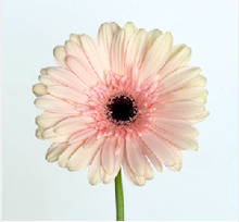 Load image into Gallery viewer, Gerbera Big  form Matsushita Engei 50cm 180pcs @165yen(FOB)
