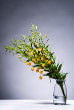 Load image into Gallery viewer, Sandersonia aurantiaca 60cm 225yen/pcs 120pcs
