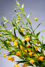 Load image into Gallery viewer, Sandersonia aurantiaca 60cm 225yen/pcs 120pcs
