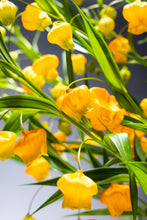 Load image into Gallery viewer, Sandersonia aurantiaca 60cm 225yen/pcs 120pcs
