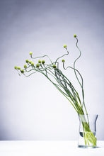 將圖片載入圖庫檢視器 Allium Green Berry   60-70cm 140yen/pcs 100pcs
