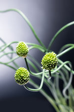 將圖片載入圖庫檢視器 Allium Green Berry   60-70cm 140yen/pcs 100pcs
