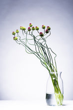 Load image into Gallery viewer, Allium Dancing Tancho   60-70cm 140yen/pcs 100pcs
