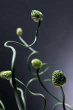 將圖片載入圖庫檢視器 Allium Green Berry   60-70cm 140yen/pcs 100pcs
