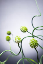 將圖片載入圖庫檢視器 Allium Green Berry   60-70cm 140yen/pcs 100pcs
